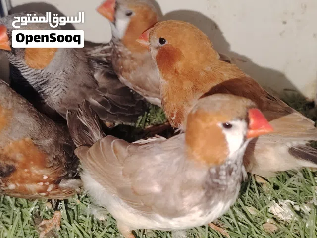فناجس زيبرة