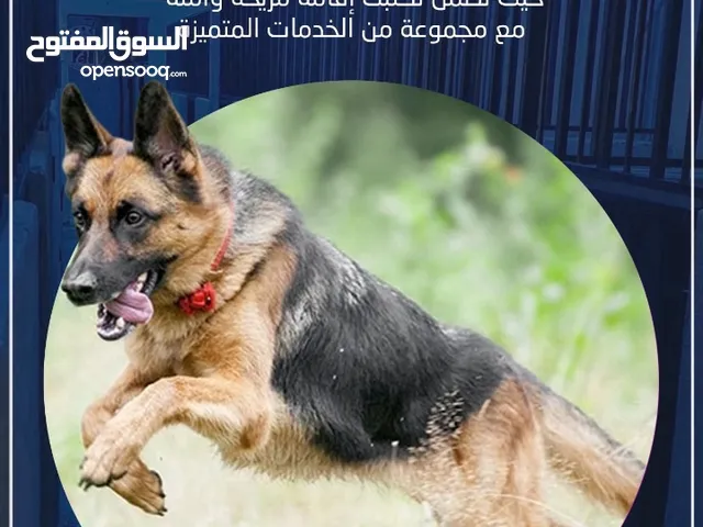 فندقة وتدريب كلاب