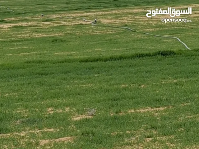 Farm Land for Sale in Amman Umm Al-Rasas