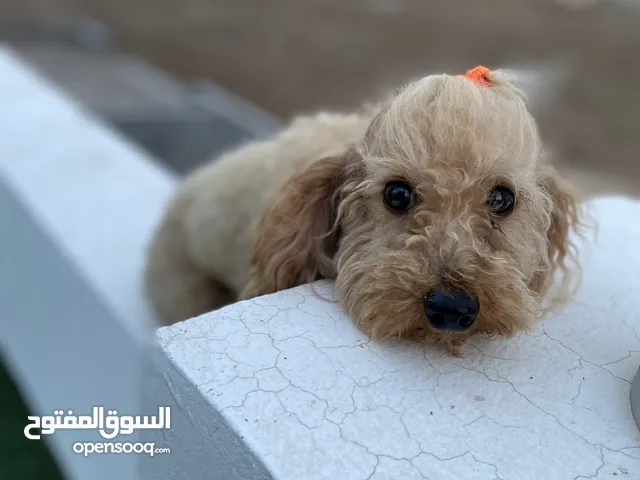Male Toy Poodle imported from Ukraine