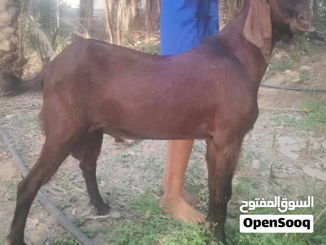 للبيع تيس بكستاني احمر كامل ماشاءالله حجم ضخم تصوير ضالمنه ح فحل او ذبح موقع صحار عمره سنتين