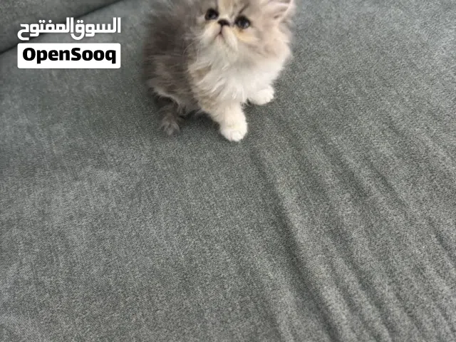 قطط صغيرة بيرشن بيكي فيس أصول مسجلة