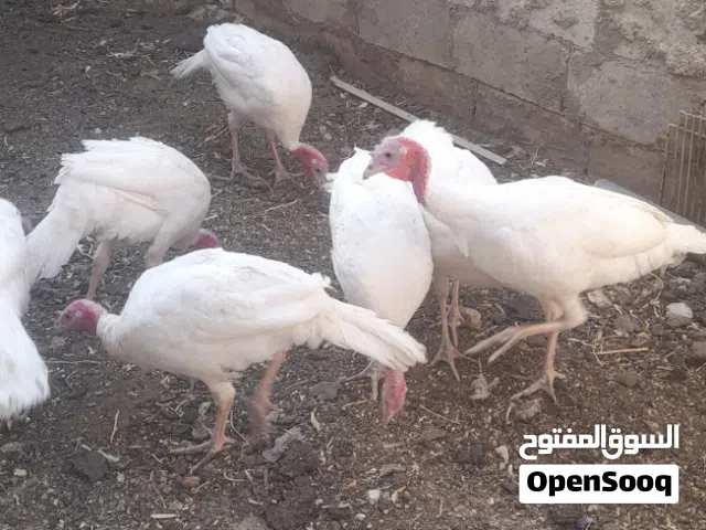 حبش هولندي
