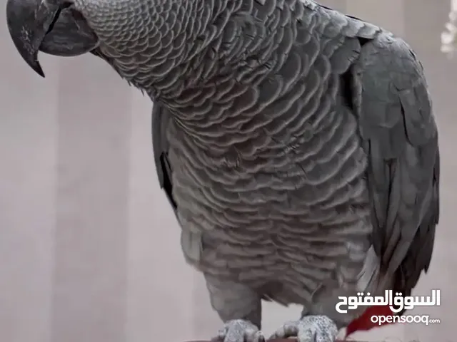 كاسكو أفريقي متكلم أليف صوت جهوري حجم سوبر أكستر جامبو