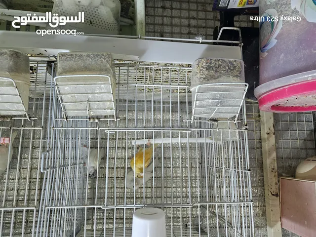 طيور كناري انتاج منزلي
