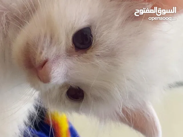 قطط صغيره للبيع