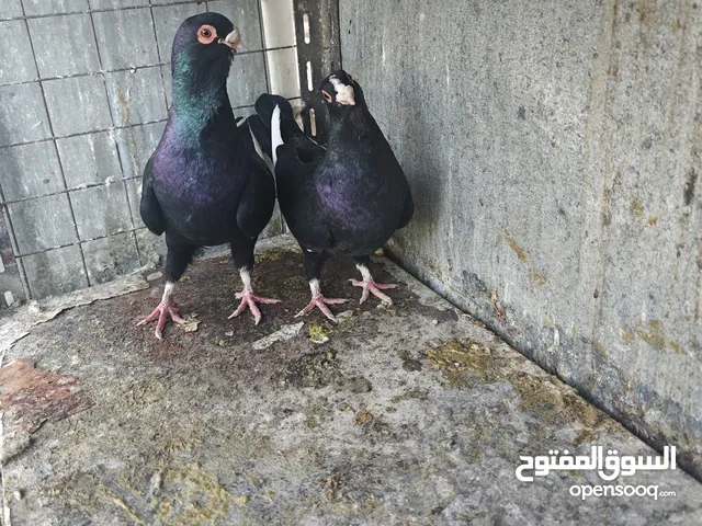 13 جوز شغلات ونظاف وصغار بالعمر اقرأ الوصف