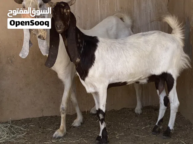 حلال باكستاني مستوا فوق الممتاز