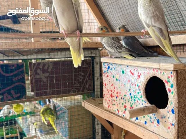 كوكتيل افراخ والام والابوه للبيع + قفص
