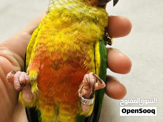 Cinnamon Green-cheeked Conure
