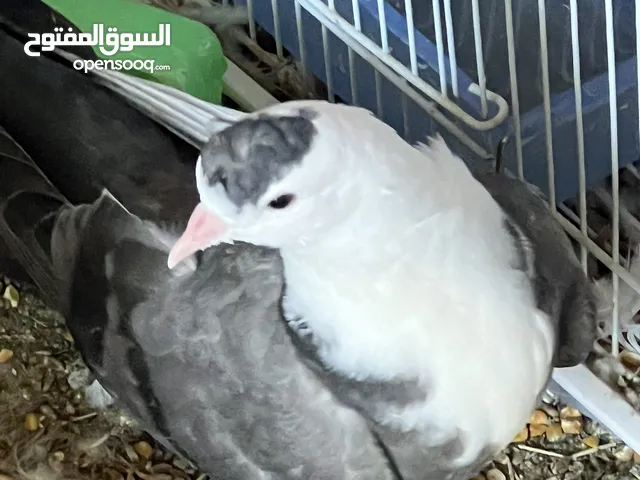 new adult baby