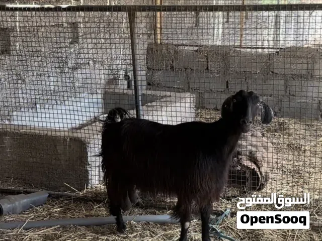 شاه جم حلال عارضيه
