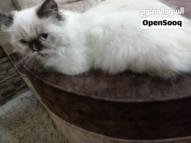 انثى هيملايا عمر 7 شهور