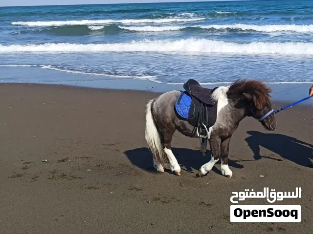 بوني للبيع 1400