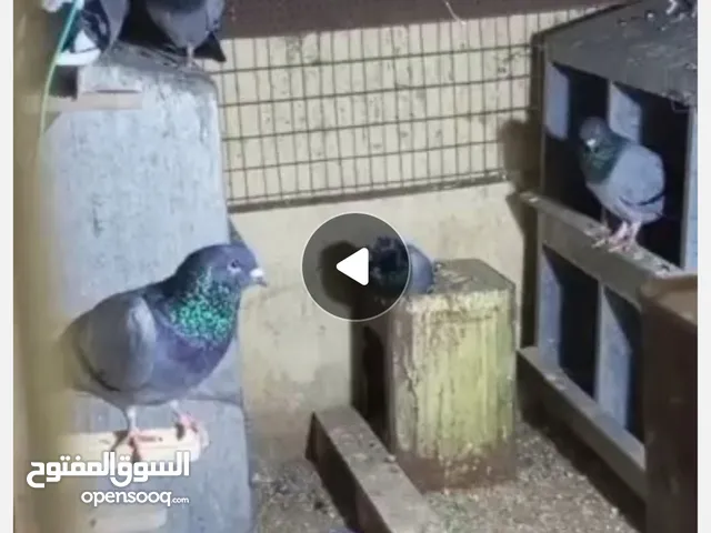 حمام بلدي للبيع