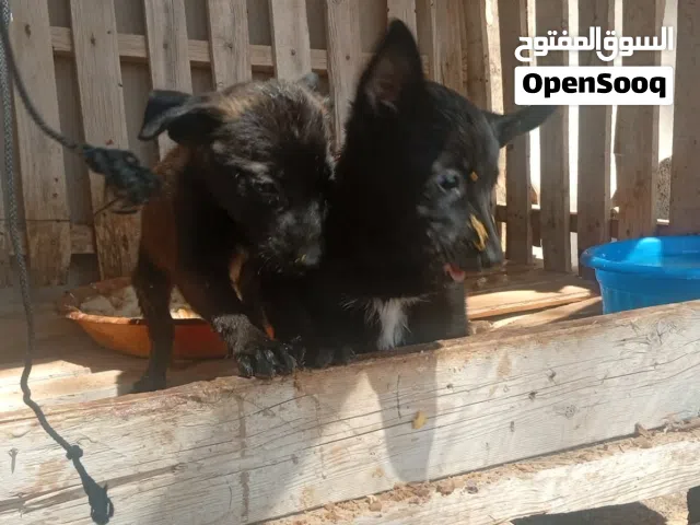 جراوي ملينوا مكسيكي ربي يبارك بصحه جيدآ