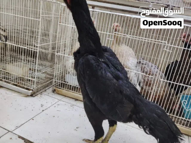 دجاج وصوص شامو الماني لون اسود ملكي