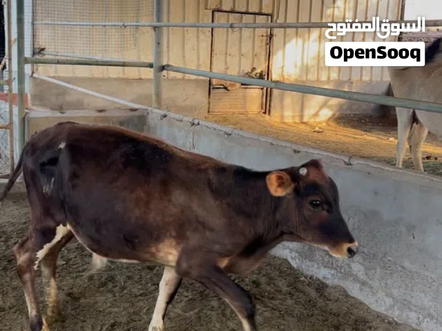 عجاله فيهن تهجين