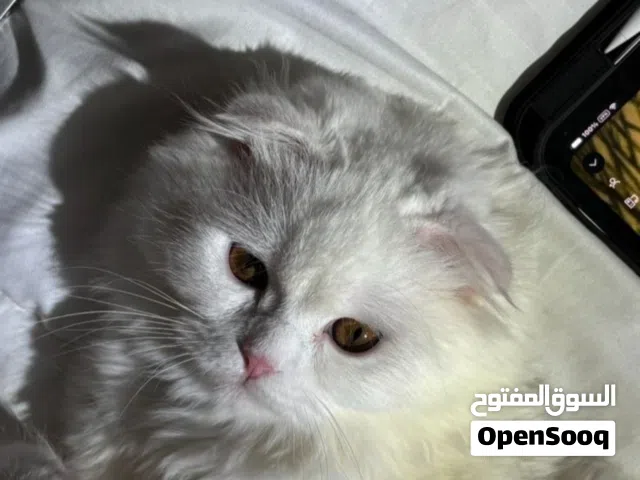 اعلان تزاوج  Male For mating