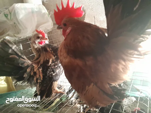 دجاج سيراما قزم اليف جدا