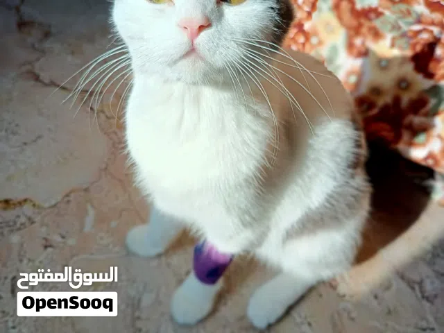 قطط اناث (سكوتش+باندا) للبيع