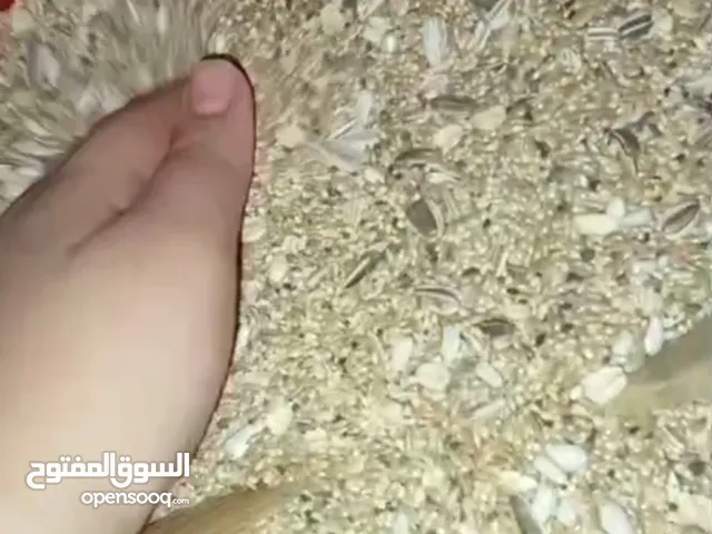اكل بغبغانات و عصافير و حمام موجود كل حاجه لوحدها دخن و فرارس وخلطه طاقه و قرطم ودنيبه و لب وشيالات