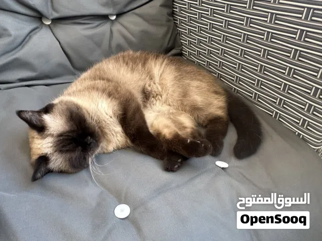 قطه هملايا انثى معقمه العمر 5 سنوات