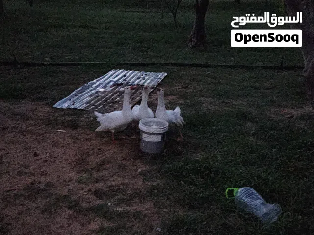 سلام عليكم