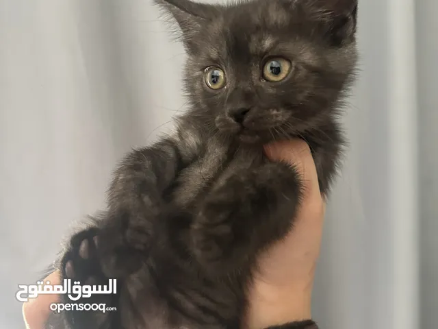 Mainecoon mix Siamese kitten for urgent adoption