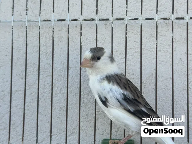 عصفاير ربي يبارك للبيع