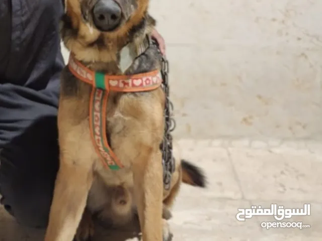 كلب جيرمن بيور عضم عريض مدرب حراسة أو شراسه