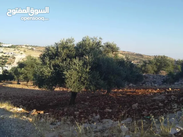 قطعة أرض للبيع في عجلون من اراضي كفرنجه موقع مميز جدا اطلاله جميلة داخل التنظيم مزروعة زيتون