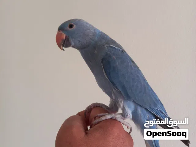 للبيع دره هولندي اليف