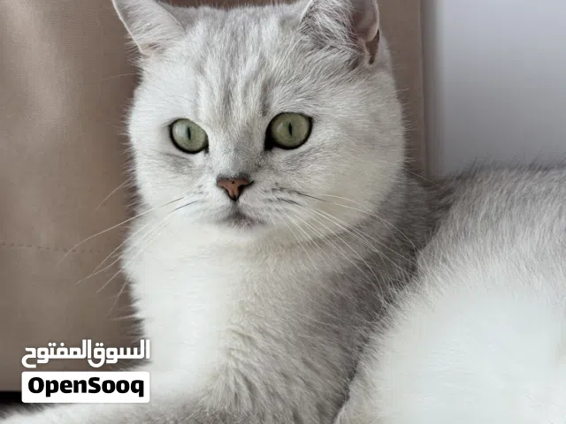 برتش شورت هير ذكر عمر7 شهور مع جميع اغراضه وشهاده النسب الخاصه به سبب البيع السفر