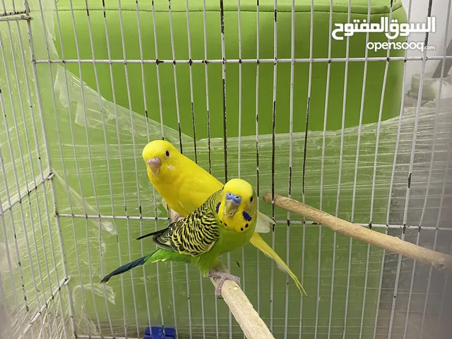جوز حب للبيع