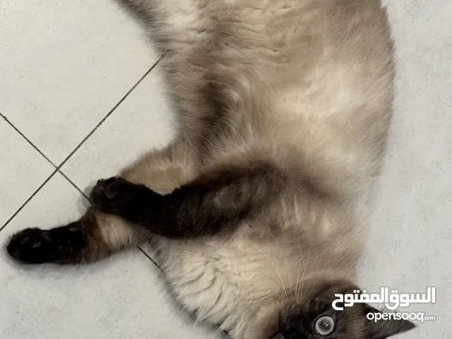 Himalayan cute cat