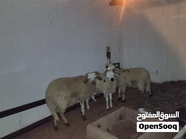السلام عليكم ورحمة الله للبيع