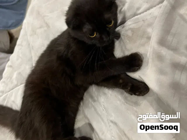 قط لتبتي أنثى