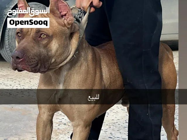 سلام عليكم ورحمة الله وبركاته