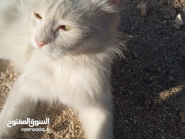 قطه شيرازي للبيع