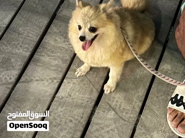 Pure pomarinianبومرينيان بيور