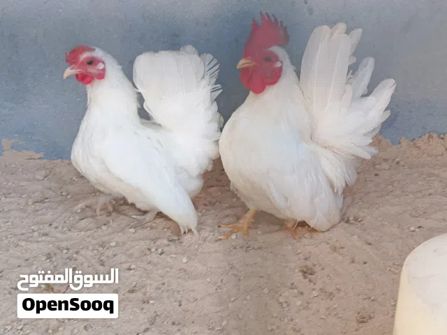 اقرى الوصف