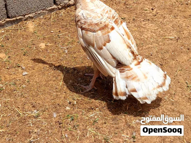 بسم الله الرحمن الرحيم  متوفر دكر ديك رومي ماشاء الله ربي يبارك عز متربي  او تدبح ماشاء الله تبارك ا