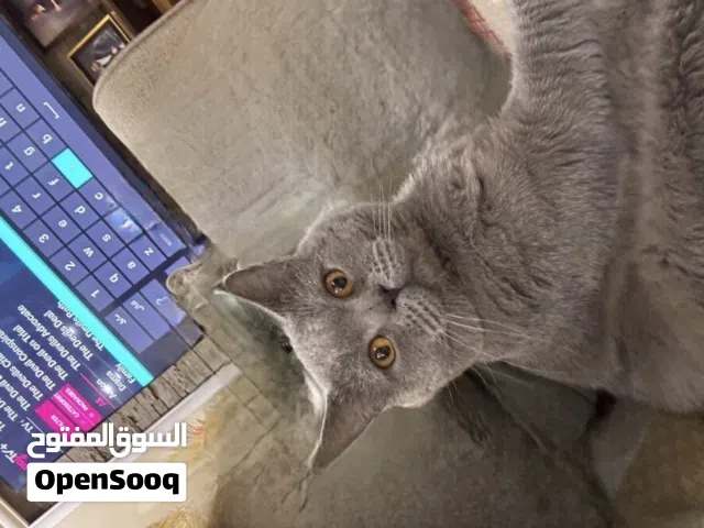 British short hair cat for sale قط للبيع