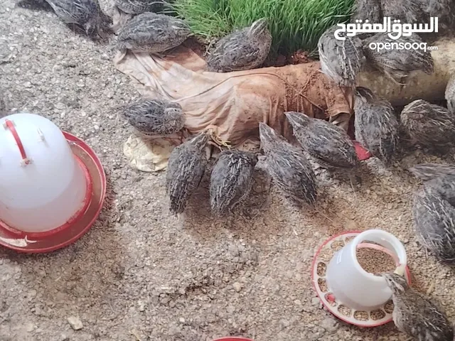 متوفر فري طائر السمان