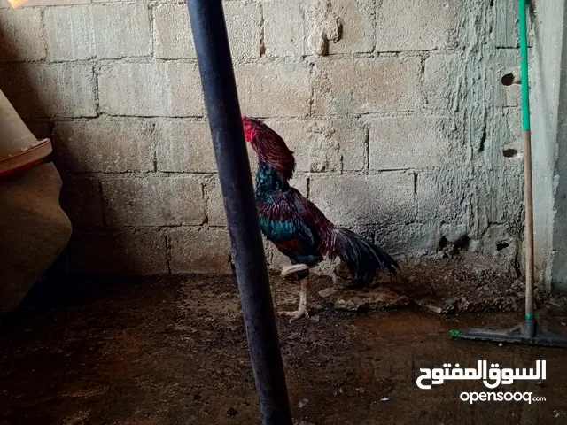 ديك باكستاني للبيع او البدل على جاج