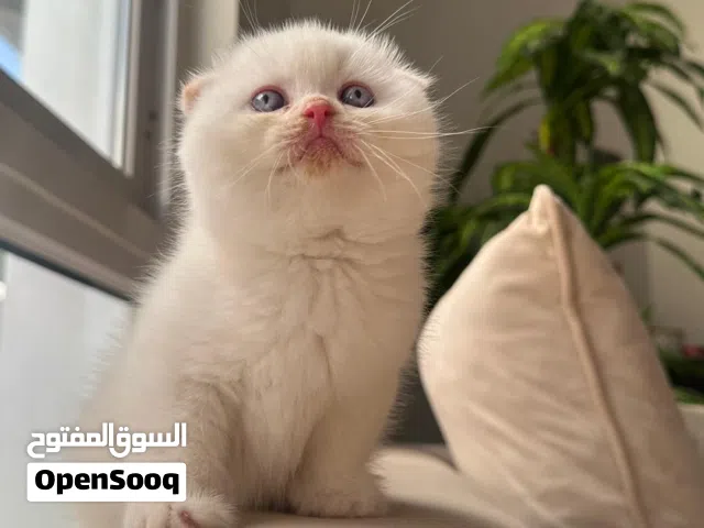 سكوتش دبل فولد