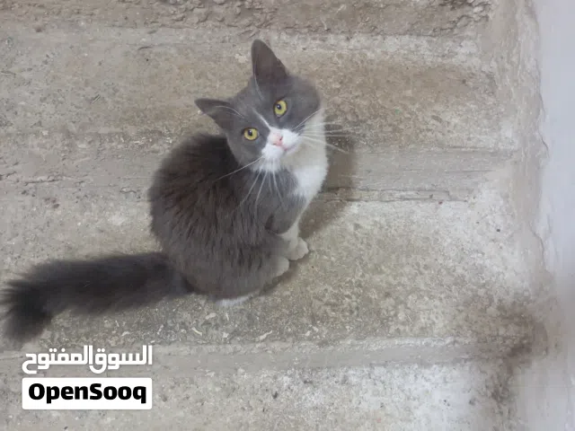 قط شيرازي مون فيس لون رمادي مع ابيض في منطقة اربد ..................................................