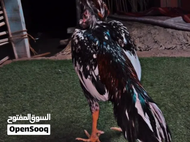 للبيع ديك باكستاني