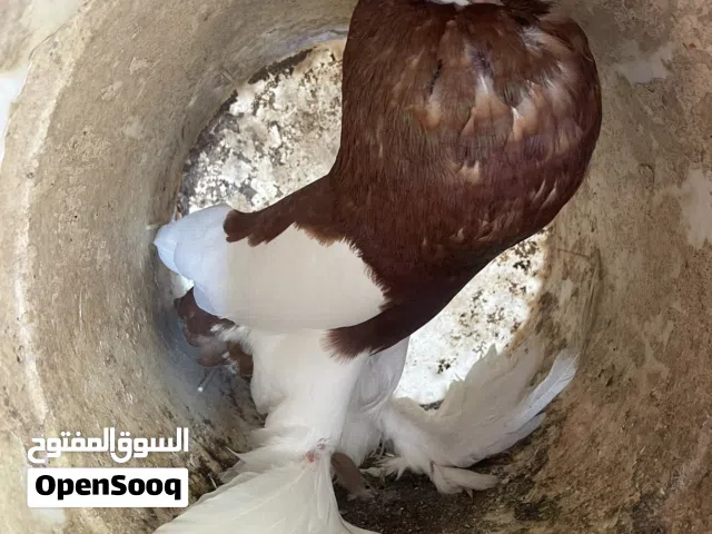 ذكر نفاخ مستوئ جاهز